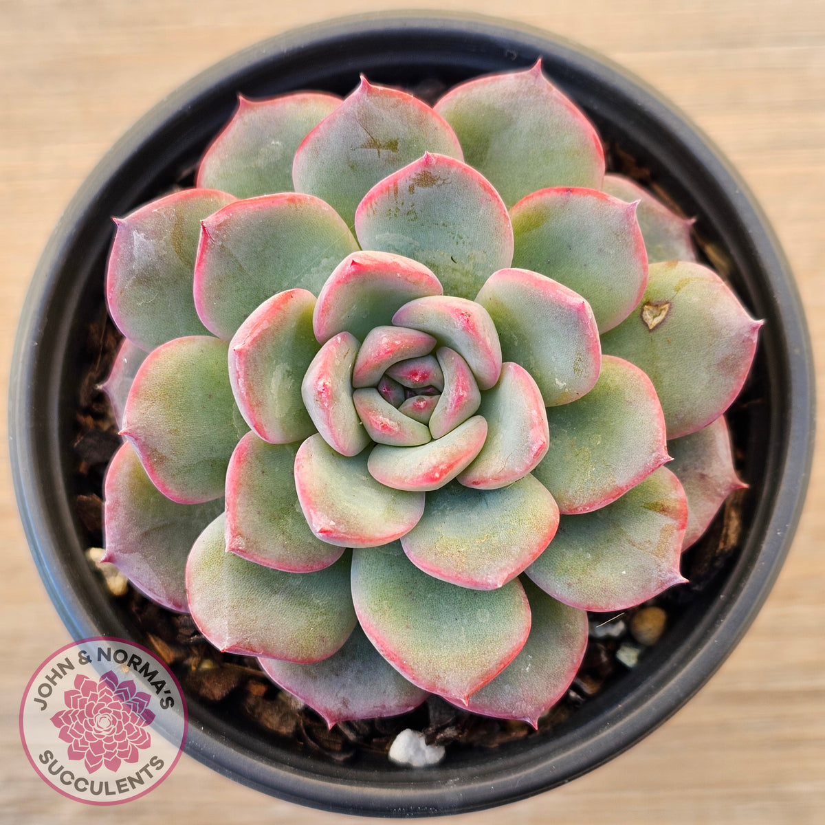 Echeveria 'Lip Gloss'