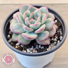 Echeveria 'Lip Gloss'