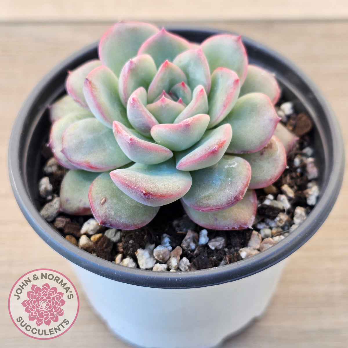 Echeveria 'Lip Gloss'