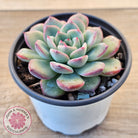 Echeveria 'Lip Gloss'