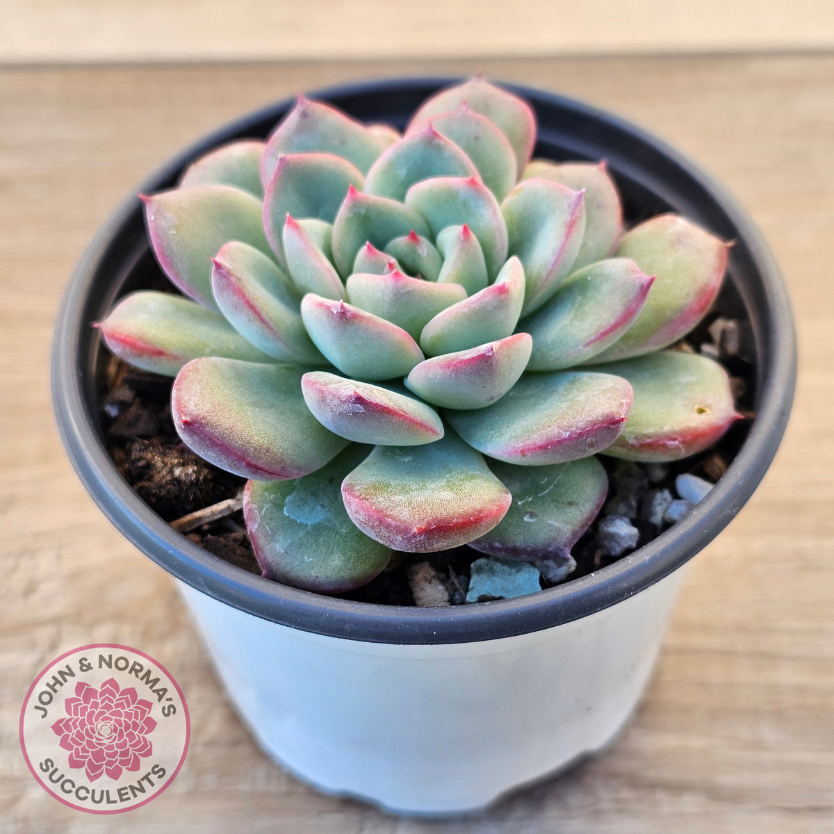 Echeveria 'Lip Gloss'