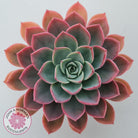 Echeveria 'Little Fairy'