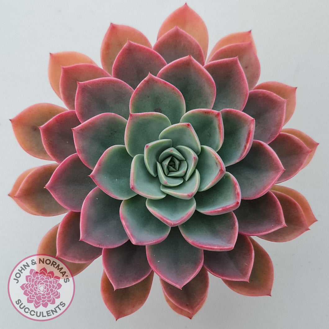 Echeveria 'Little Fairy' - John & Norma's Succulents Australia