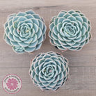 Echeveria 'Lone Star'