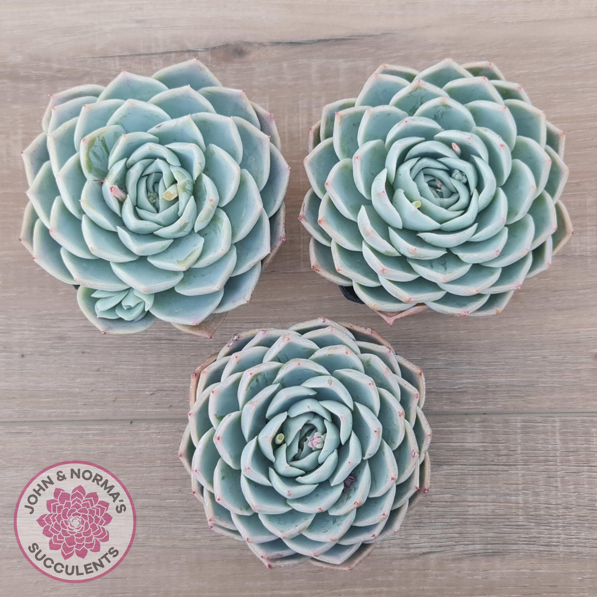 Echeveria 'Lone Star'