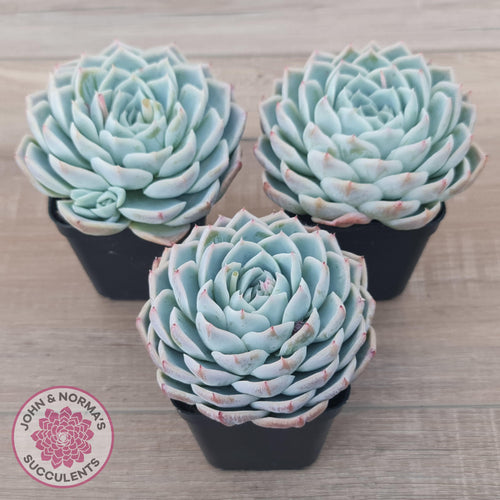 Echeveria 'Lone Star' - John & Norma's Succulents Australia