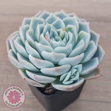 Load image into Gallery viewer, Echeveria &#39;Lone Star&#39; - John &amp; Norma&#39;s Succulents Australia
