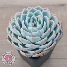 Load image into Gallery viewer, Echeveria &#39;Lone Star&#39; - John &amp; Norma&#39;s Succulents Australia
