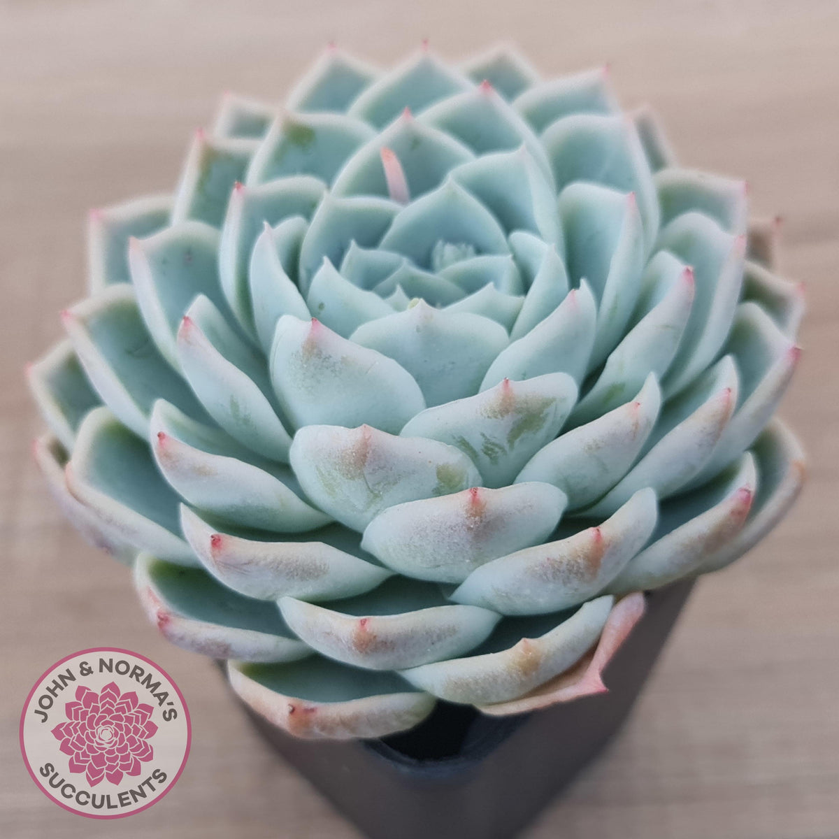 Echeveria 'Lone Star'