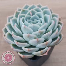 Load image into Gallery viewer, Echeveria &#39;Lone Star&#39; - John &amp; Norma&#39;s Succulents Australia
