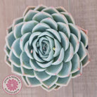 Echeveria 'Lone Star'