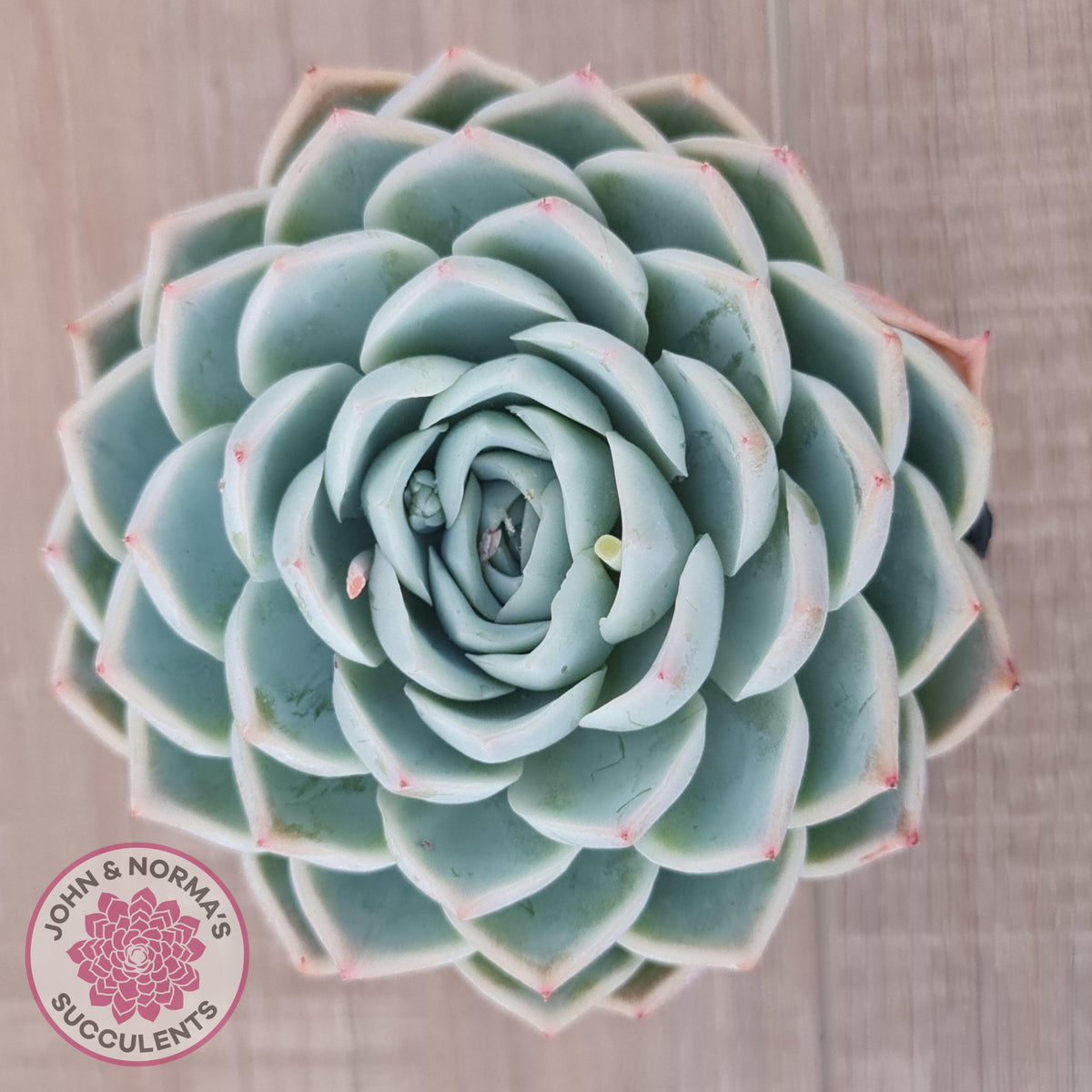Echeveria 'Lone Star'