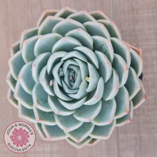 Load image into Gallery viewer, Echeveria &#39;Lone Star&#39; - John &amp; Norma&#39;s Succulents Australia
