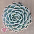 Echeveria 'Lone Star'