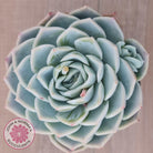 Echeveria 'Lone Star'