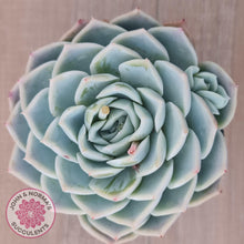 Load image into Gallery viewer, Echeveria &#39;Lone Star&#39; - John &amp; Norma&#39;s Succulents Australia
