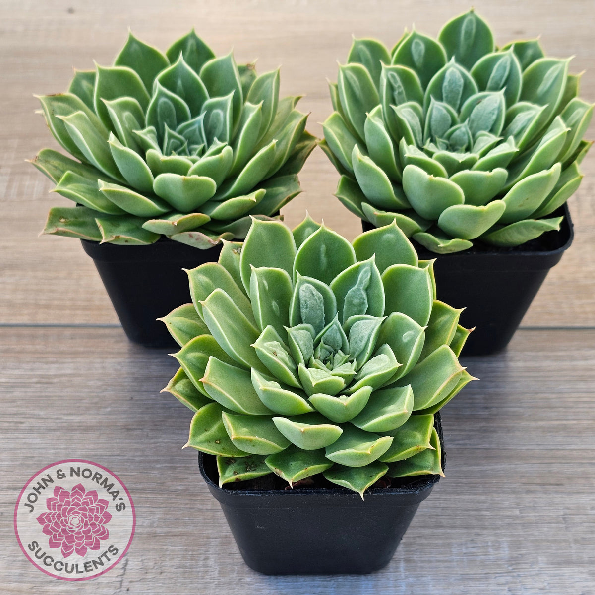 Echeveria 'Longisima' var. Bumps
