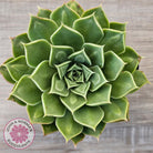 Echeveria 'Longisima' var. Bumps