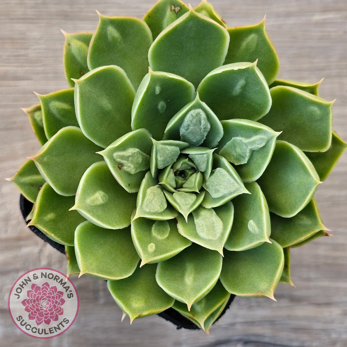 Echeveria 'Longisima' var. Bumps