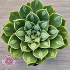 Echeveria 'Longisima' var. Bumps