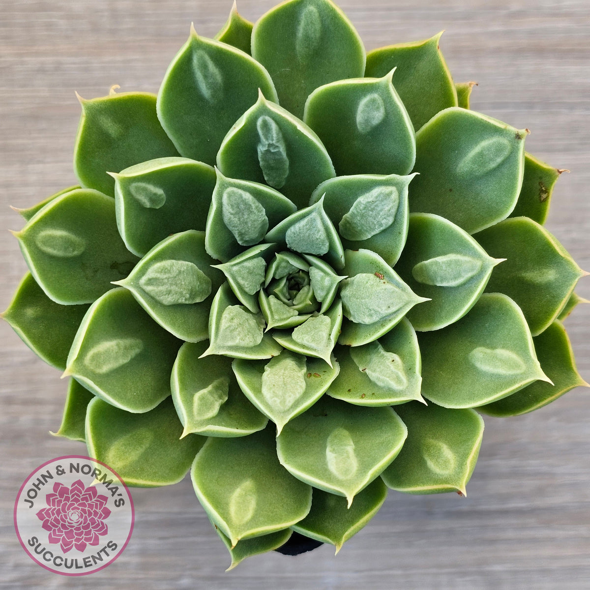Echeveria 'Longisima' var. Bumps
