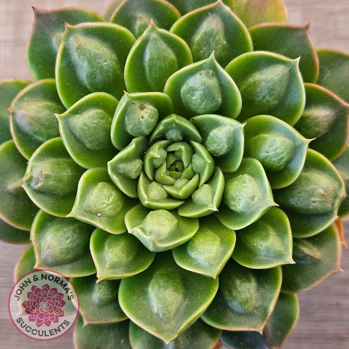 Echeveria 'Longisima' var. Bumps