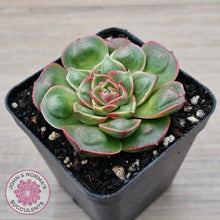 Load image into Gallery viewer, Echeveria &#39;Longisima&#39; var. Bumps
