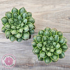 Echeveria 'Longisima' var. Bumps - Same Plants