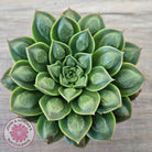 Echeveria 'Longisima' var. Bumps - Same Plants