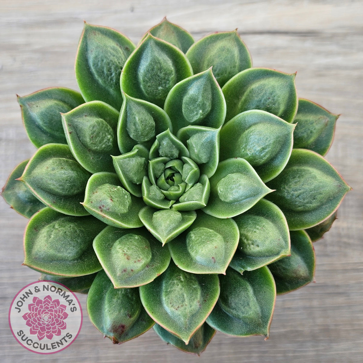 Echeveria 'Longisima' var. Bumps - Same Plants