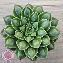 Load image into Gallery viewer, Echeveria &#39;Longisima&#39; var. Bumps - Same Plants
