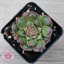 Load image into Gallery viewer, Echeveria &#39;Longisima&#39; var. Bumps
