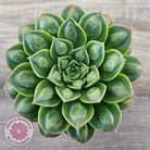 Echeveria 'Longisima' var. Bumps - Same Plants