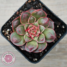 Load image into Gallery viewer, Echeveria &#39;Longisima&#39; var. Bumps
