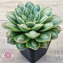 Load image into Gallery viewer, Echeveria &#39;Longisima&#39; var. Bumps - Same Plants
