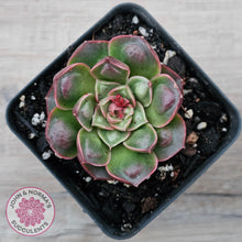 Load image into Gallery viewer, Echeveria &#39;Longisima&#39; var. Bumps
