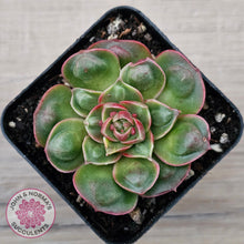 Load image into Gallery viewer, Echeveria &#39;Longisima&#39; var. Bumps
