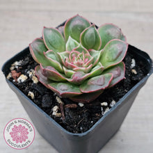 Load image into Gallery viewer, Echeveria &#39;Longisima&#39; var. Bumps
