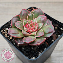 Load image into Gallery viewer, Echeveria &#39;Longisima&#39; var. Bumps
