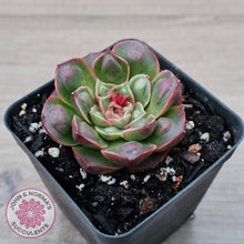 Load image into Gallery viewer, Echeveria &#39;Longisima&#39; var. Bumps
