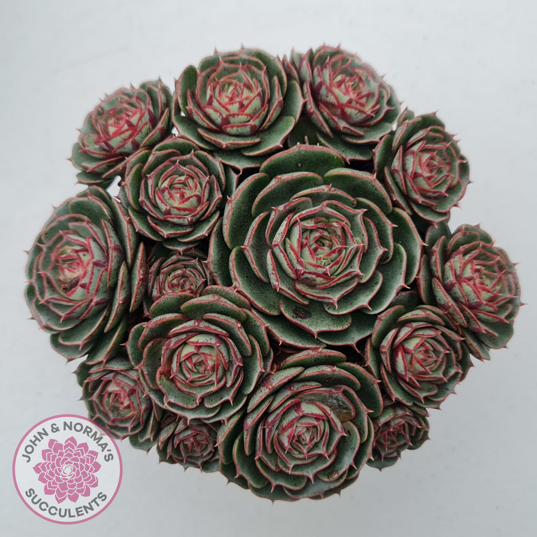 succulent with rounded leaves Buy Echeveria longisima (Round Leaf form) Australia