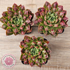 Echeveria Longissima x Raindrops