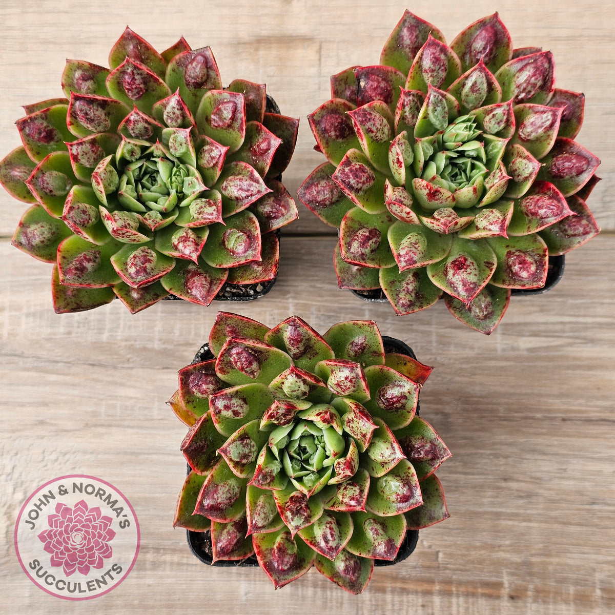 Echeveria Longissima x Raindrops