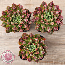 Load image into Gallery viewer, Echeveria Longissima x Raindrops
