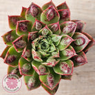 Echeveria Longissima x Raindrops