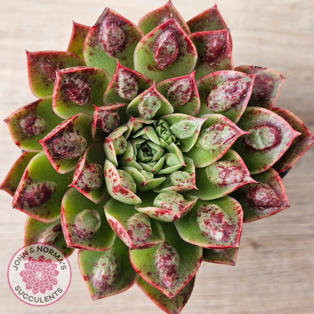 Echeveria Longissima x Raindrops