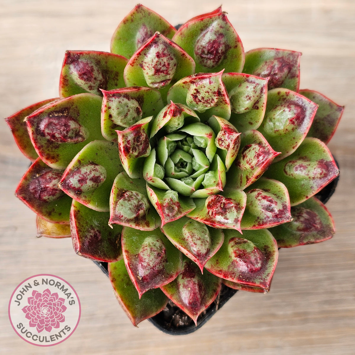 Echeveria Longissima x Raindrops