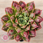 Echeveria Longissima x Raindrops