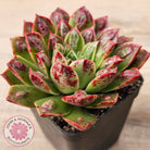 Echeveria Longissima x Raindrops