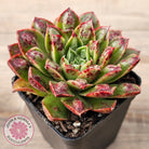 Echeveria Longissima x Raindrops